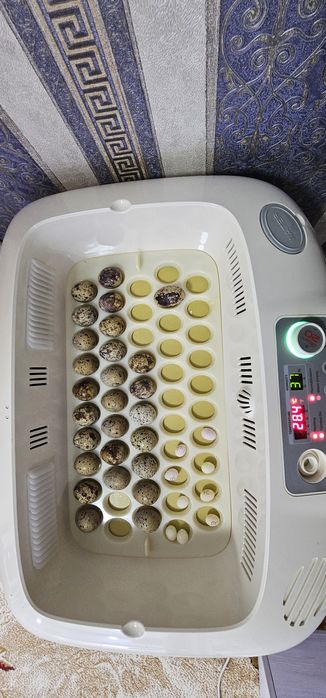 Зудлик билан сотилади инкубатор Rcom