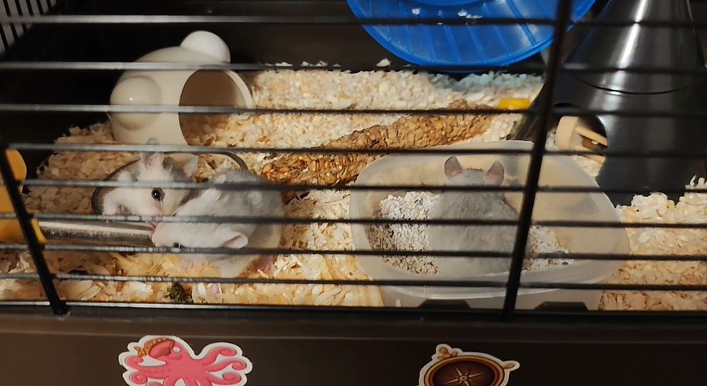 Donez hamsteri sirieni