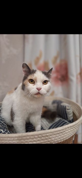Бесплатно кошечка!