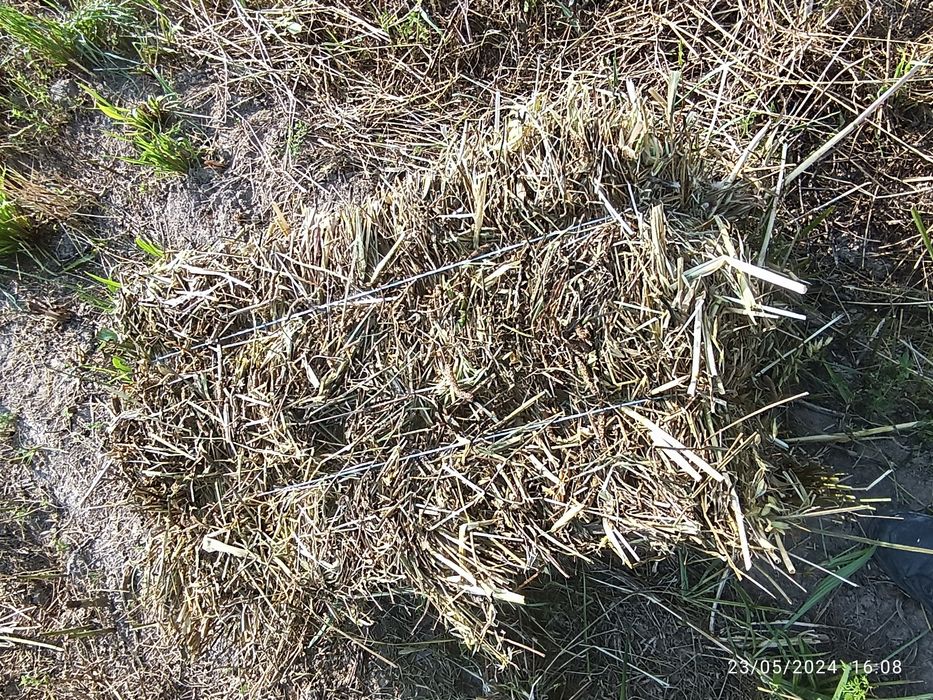 Beda yangi oʻtli holati yaxshi 80-90 ga boylangan