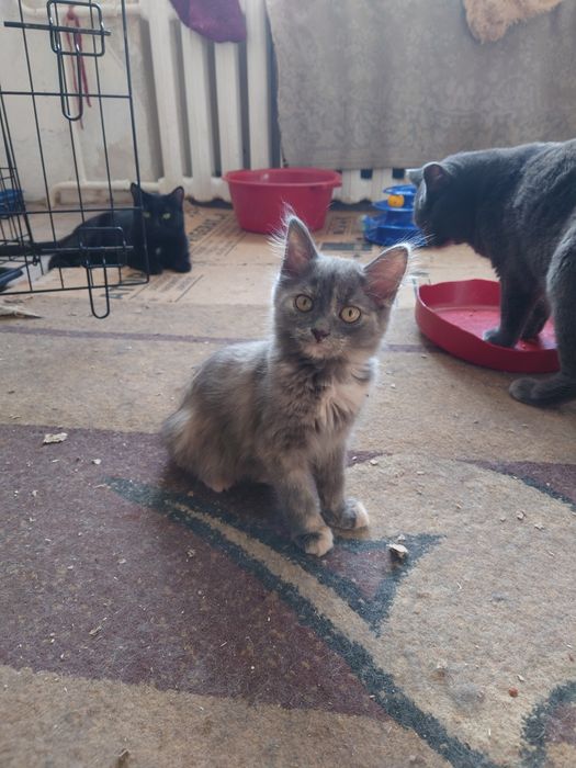 Маленькая куколка ждёт семью