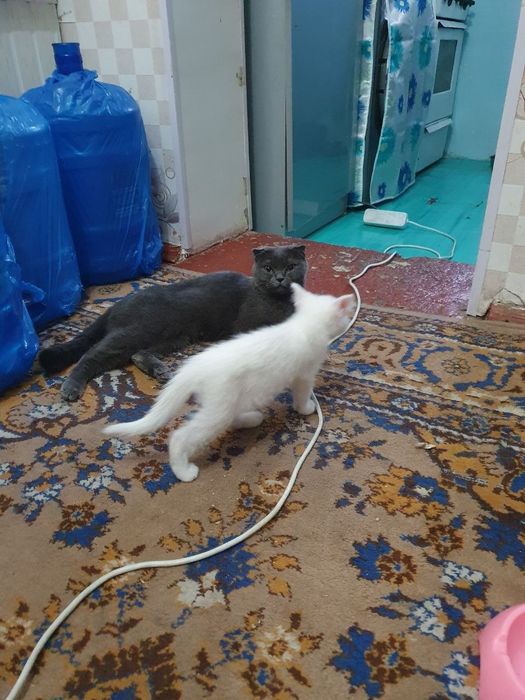 Котята скотиш фолд