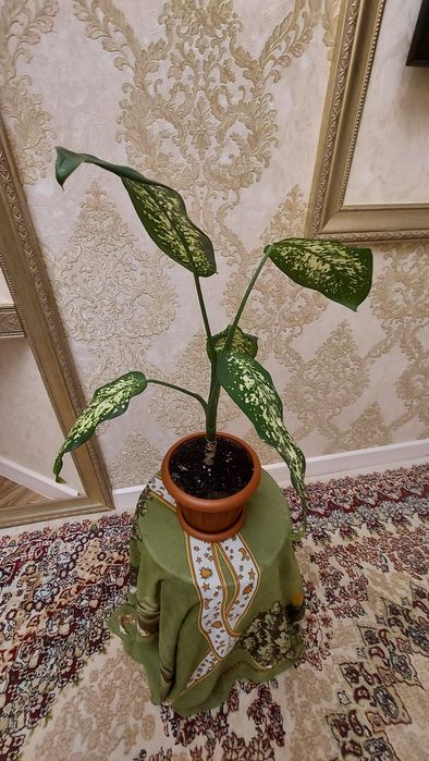 Диффенбахия,Продаю.