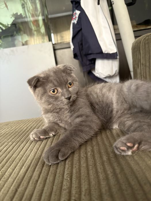 Pisica scottish fold