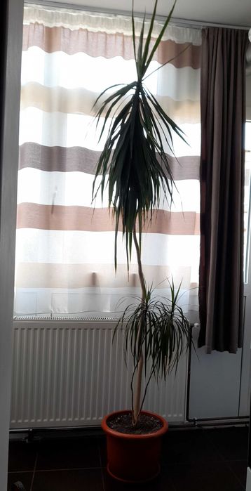 Vand plantă Dracaena naturala 230m inaltime. Doar in Pitești sau in apropiere!