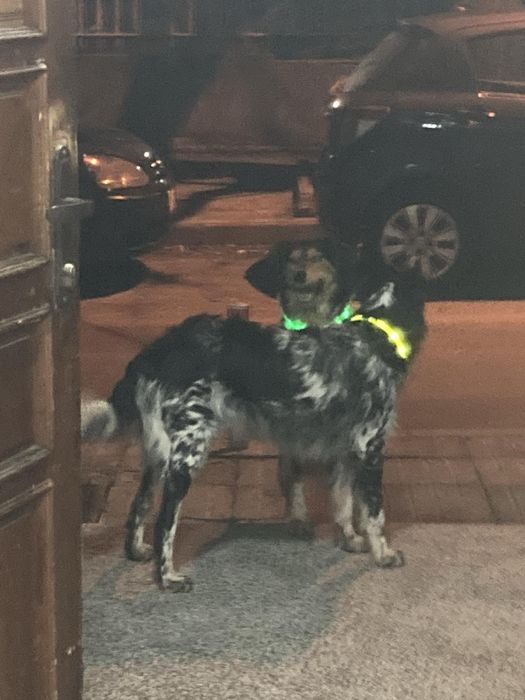 Кучета ловни откраднати /сетери