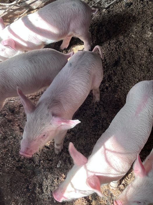 Поросята месячные