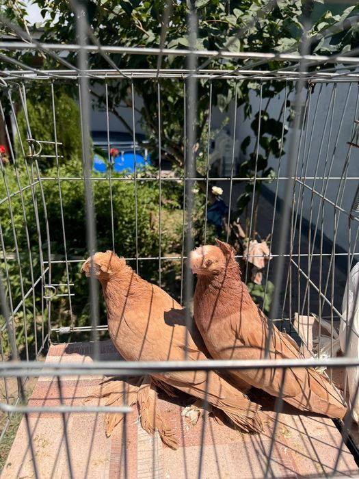 Тараз продам голуби