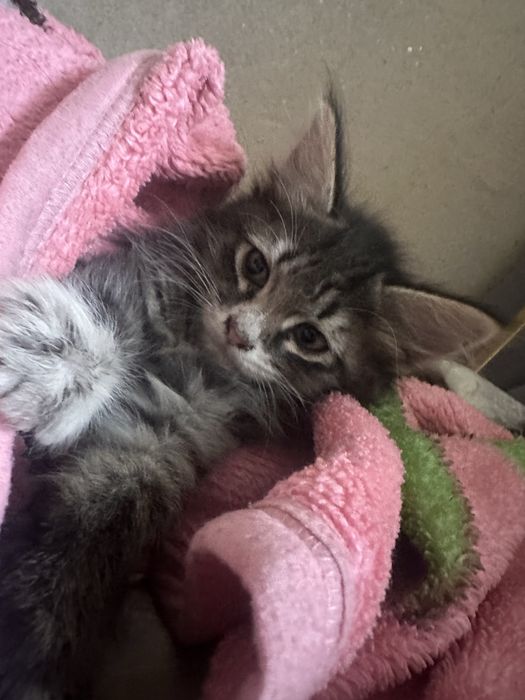 Отдадим котят в добрые руки