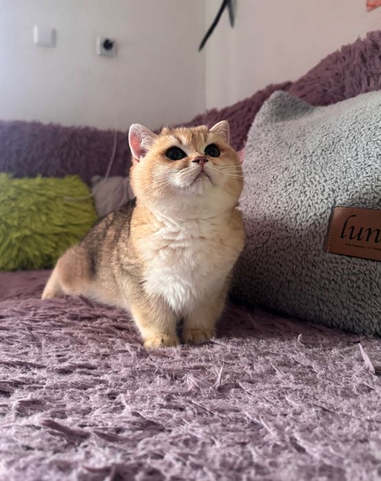 Британски котенца