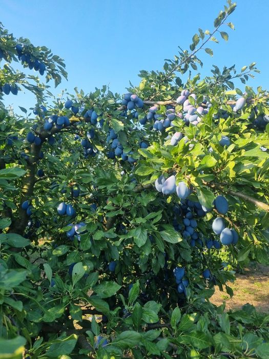 Prune pentru tuica