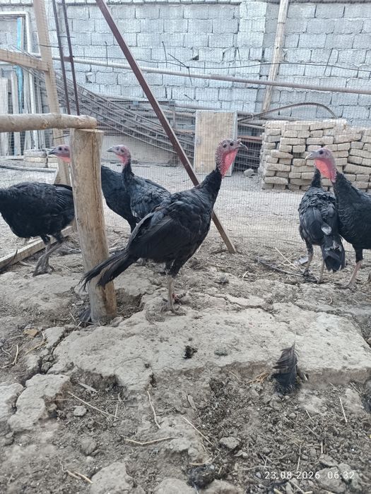 Куркалар сотилади 6 та.