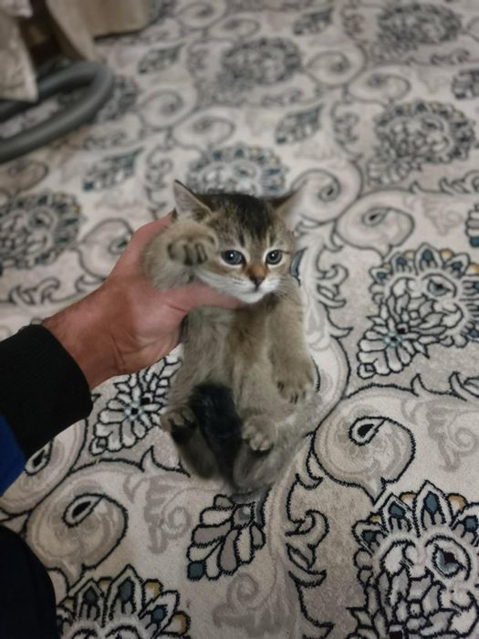 Shinshilalar sotiladi 2dona qorasi va oq ikkalasi teng bir xil