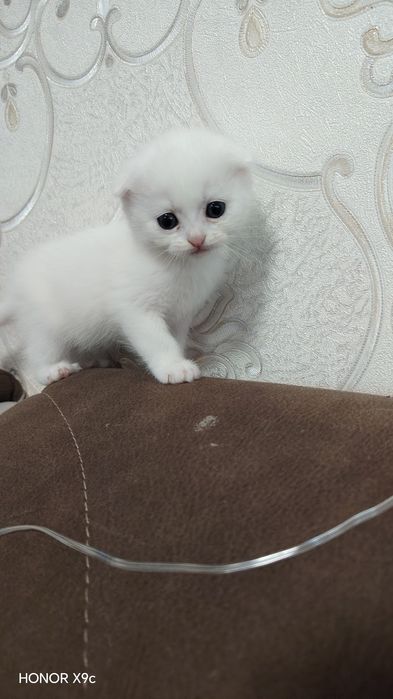 Shatlanski folt qiz bola o'g'il bolaham bor