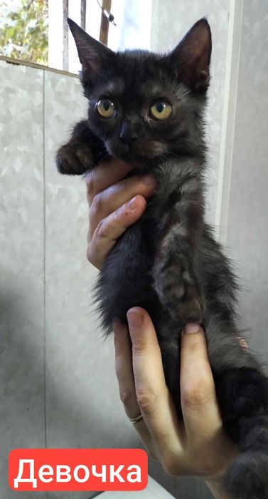 продаются котята