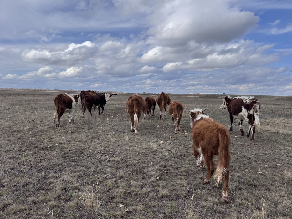 Коровы, телята, бык