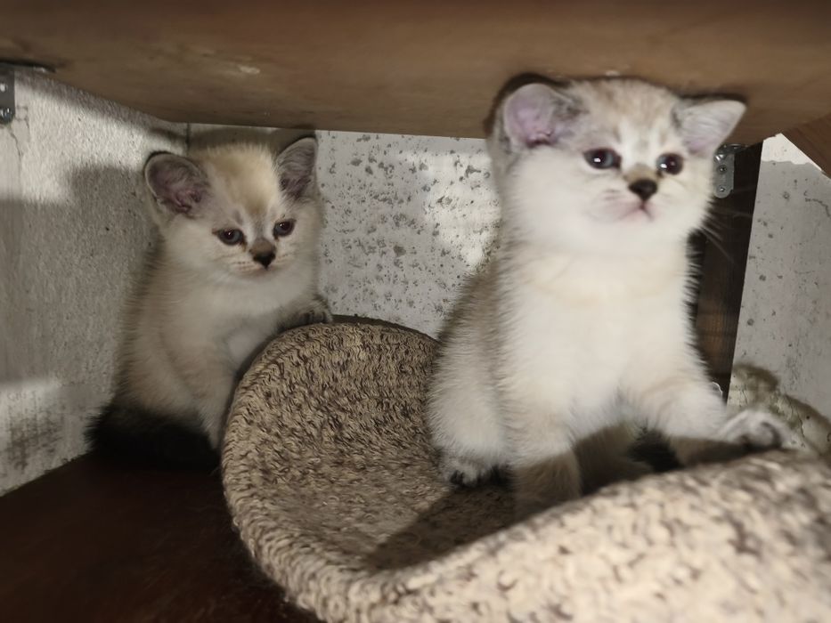 Британски котенца