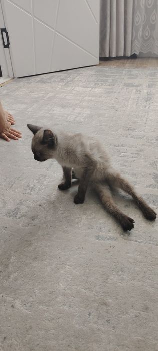 Отдадим в добрые руки.