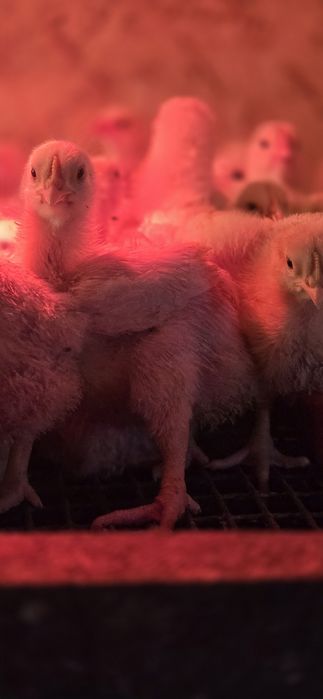 Бройлерный цыпленок