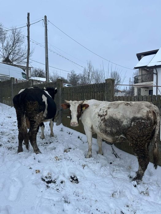 Vand 2 vaci langa craiova