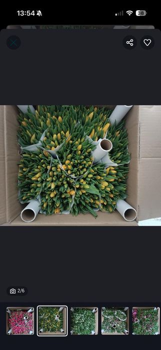 Голландский Тульпаны оптом от 50 шт