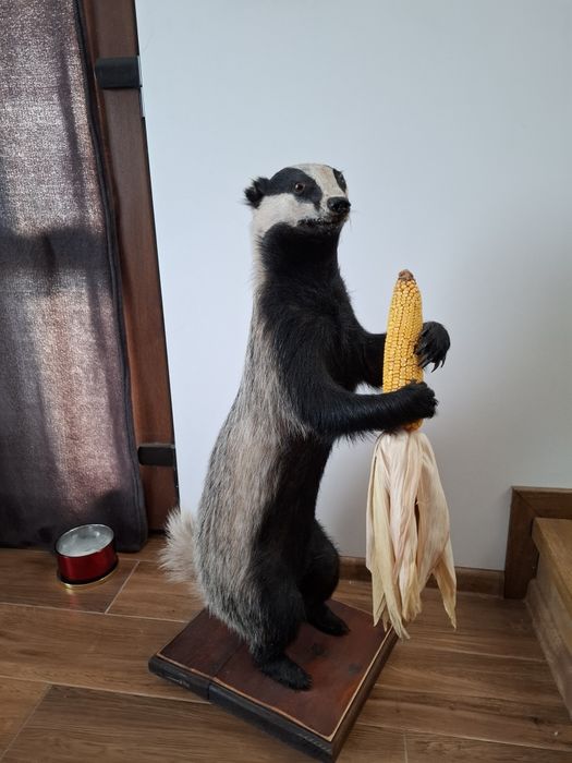 Vulpe,sacal ,bursuc  impaiata pt living si cabane