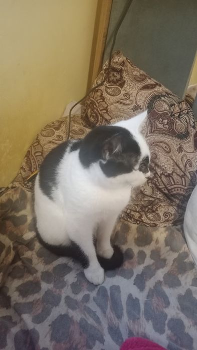 В добрые руки бесплатно