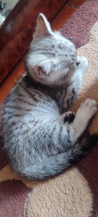 Котята породистые