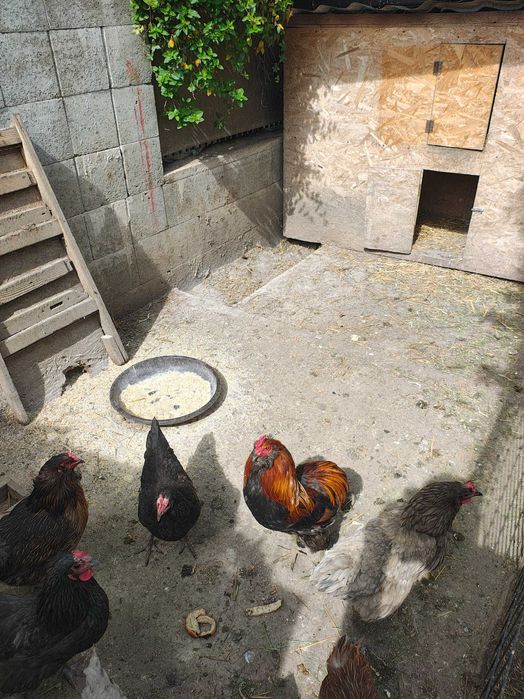 Gaini araucana ameraucana ouă verzi