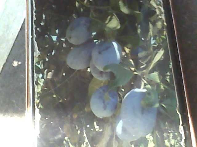 vand prune oferta