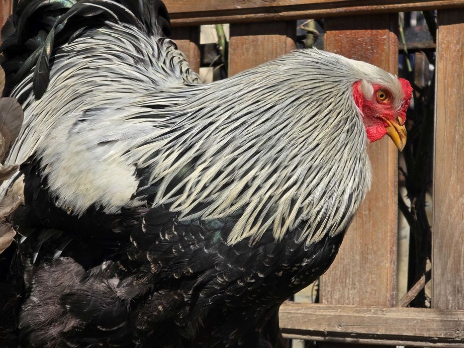 Продавам разплодни яйца от Сребърна Брама [Dark Brahma]