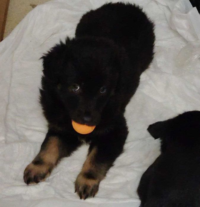 Собаки / Щенки пристраиваются Домашние / Kuchuk It