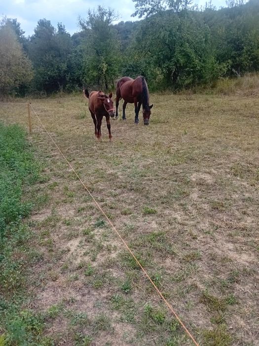 Vând iapa gestantă și mânză