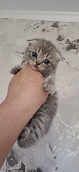 Шотландские вислоухие котята