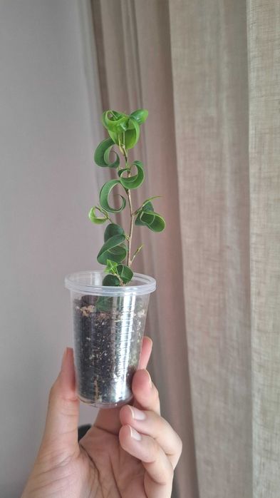 Продам черенки фикусов