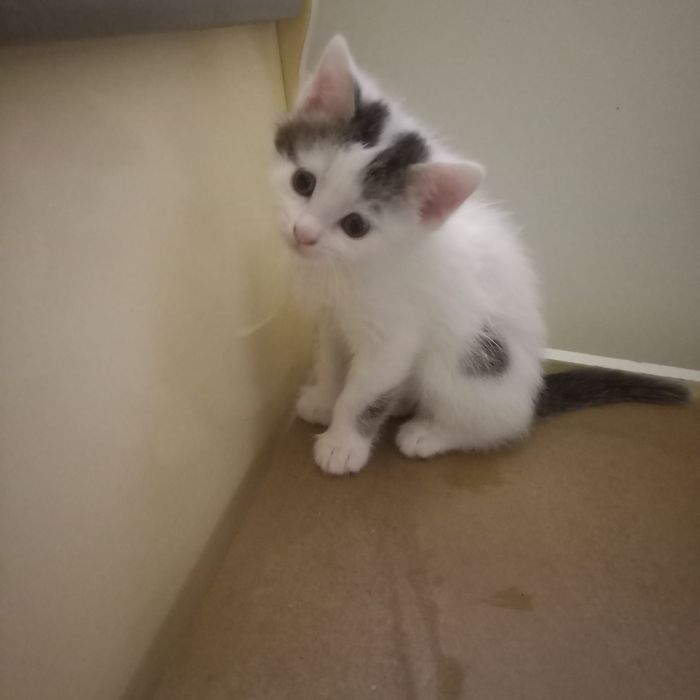 Породистый котёнок 1,2 мес девочка