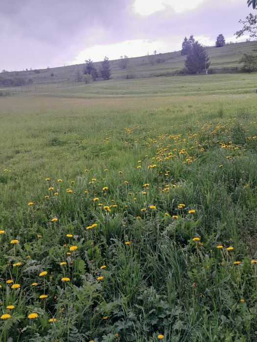 Vand teren intravilan - toplita