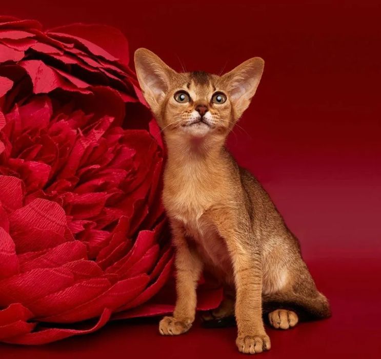 Абиссинские  котята шоу класса