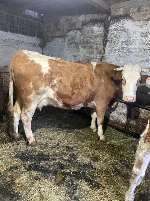 De vânzare vaca bălțată și 2 vitei !