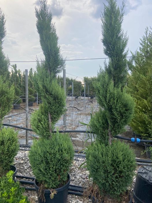 Spirale diferite specii la ofertă