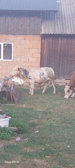 Vând vițel belgian 10 luni preț 70 milioane  detalii la 0722423450