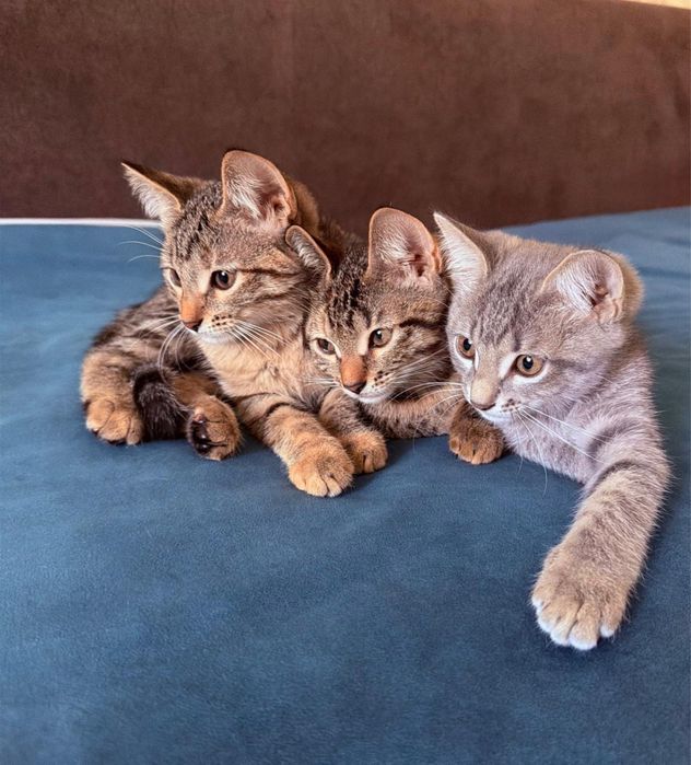 Отдам котят в добрые руки