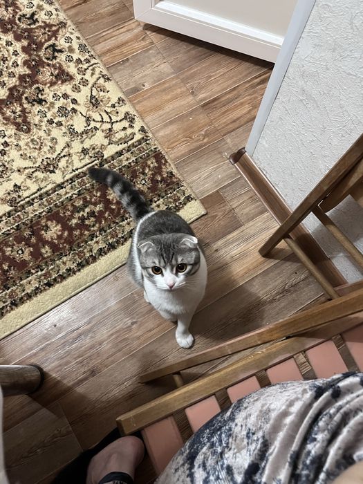 Шотландские кошка