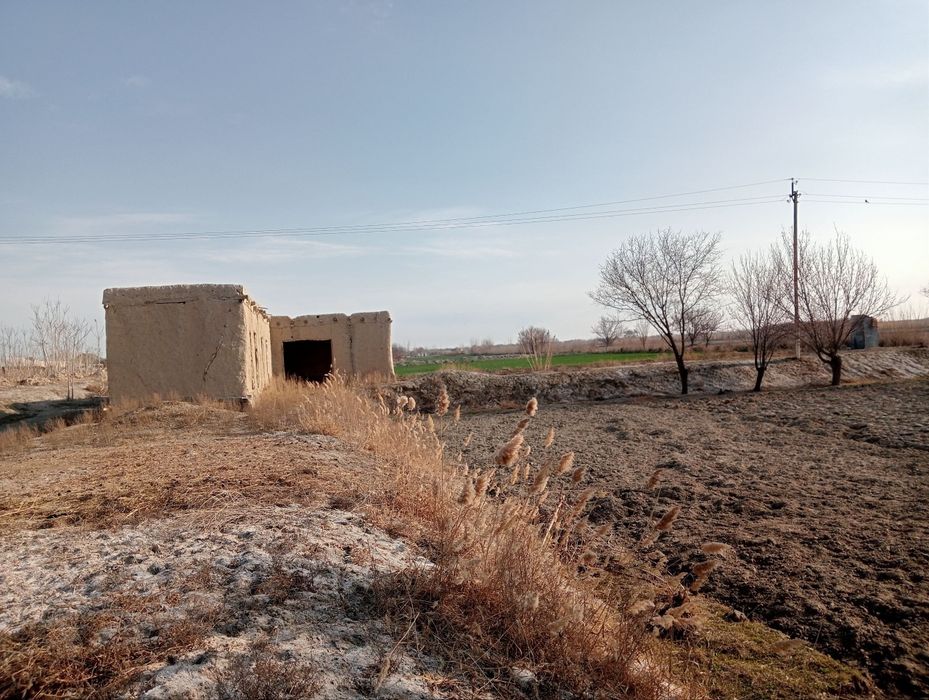 25 sotix Shofirkon Sug'utda