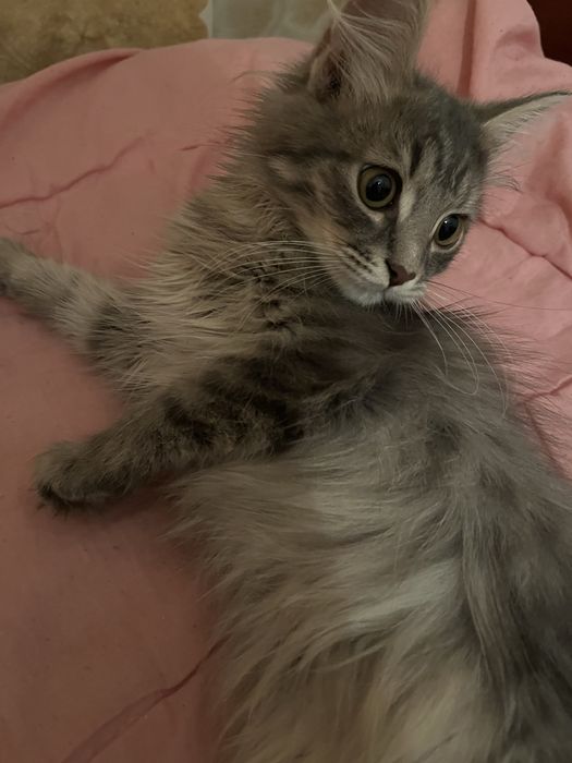 Отдам бесплатно котенка