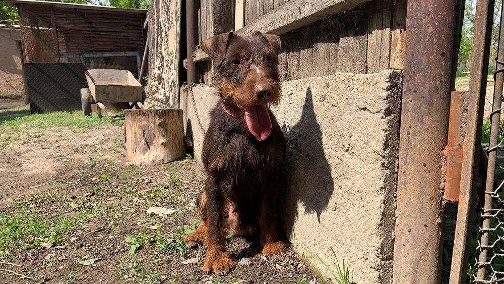 Ягдтерьер вязка еркек