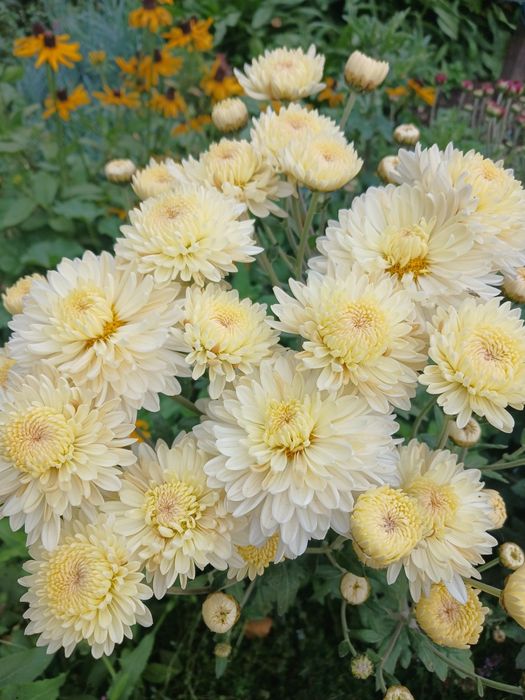 Дача, р-н Телецентр, с/о Кристалл