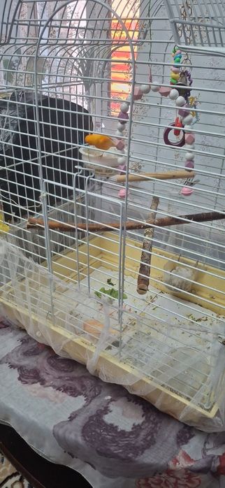 Поющие конарейки семья