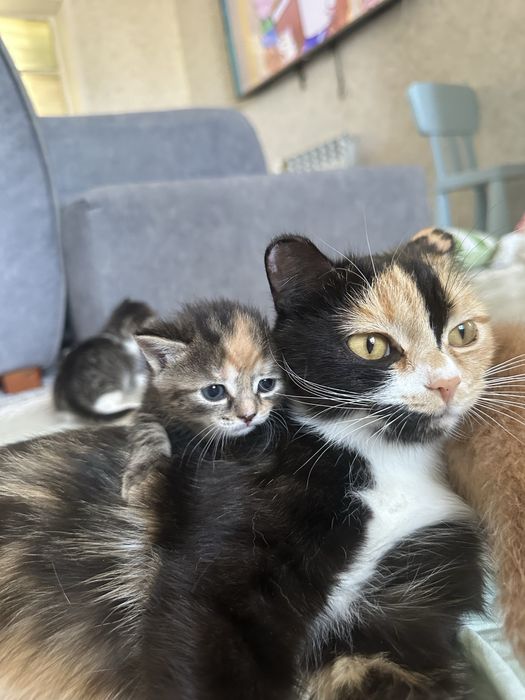 Отдам Котят в хорошие руки