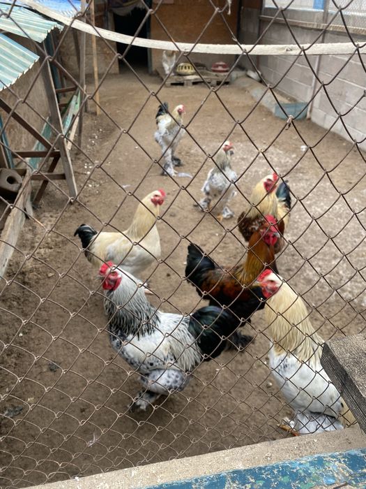 Продам домашних петухов.